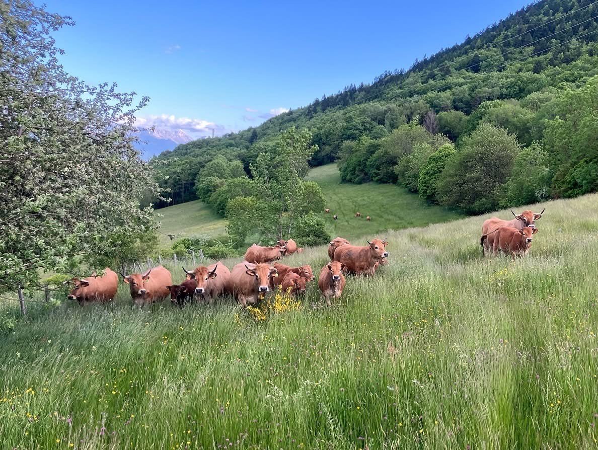 Viande bovine