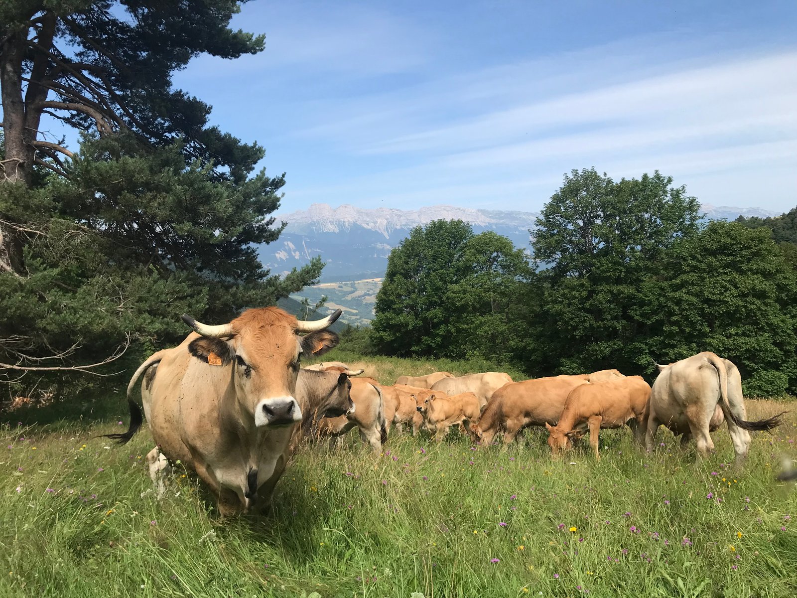 Viande bovine bio